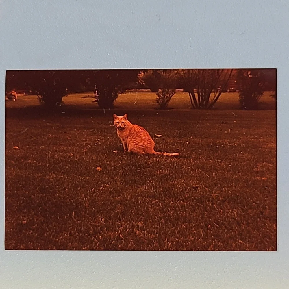 Lot of 29 Slides Various Cats‎ Photos 1959 Through 1973 Mixed Lot